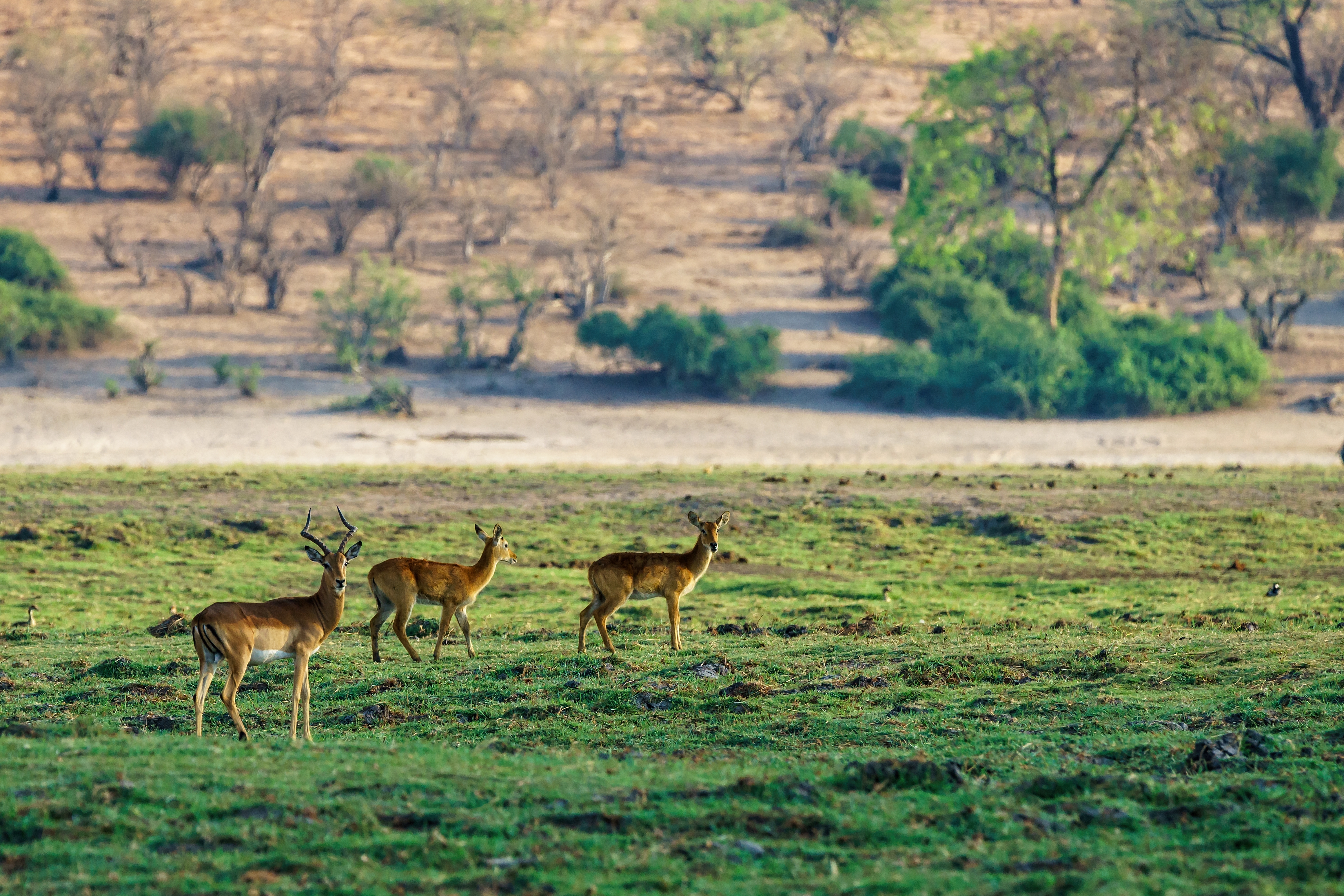 Forest and Wildlife Data
